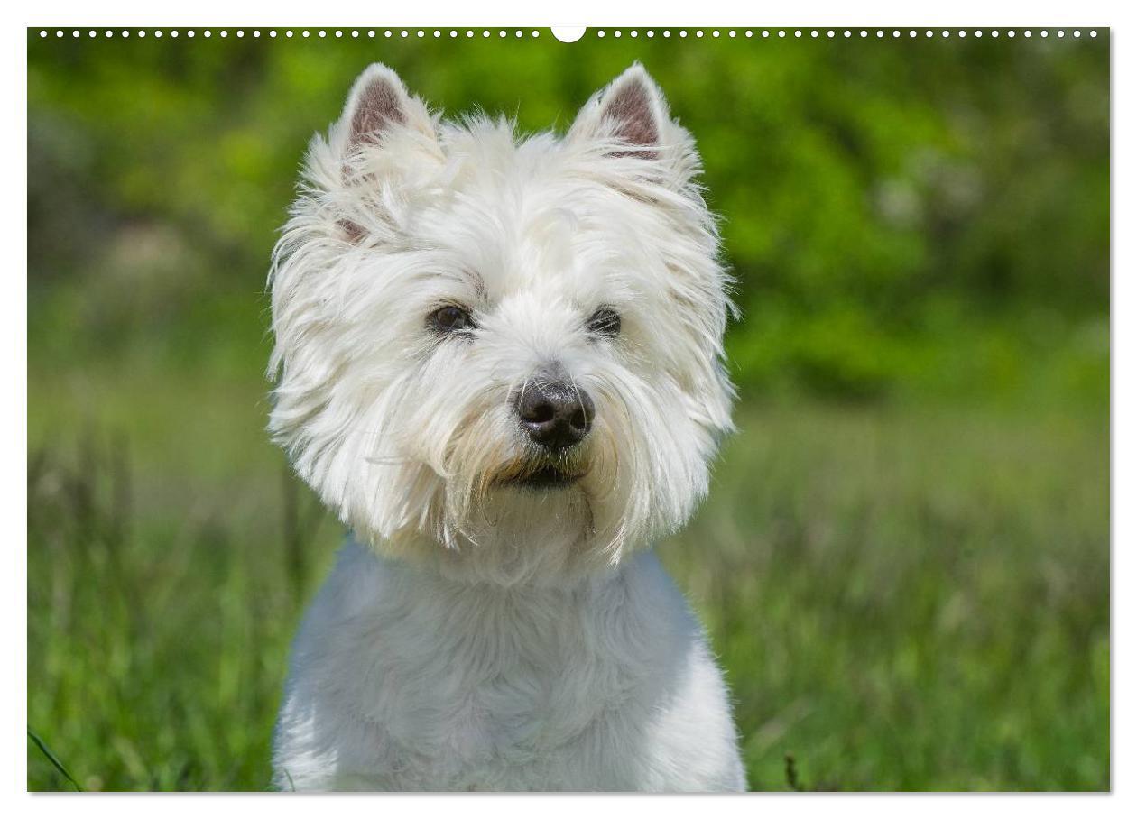 Bild: 9783435462186 | Kobold auf 4 Pfoten - West Highland White Terrier (Wandkalender...