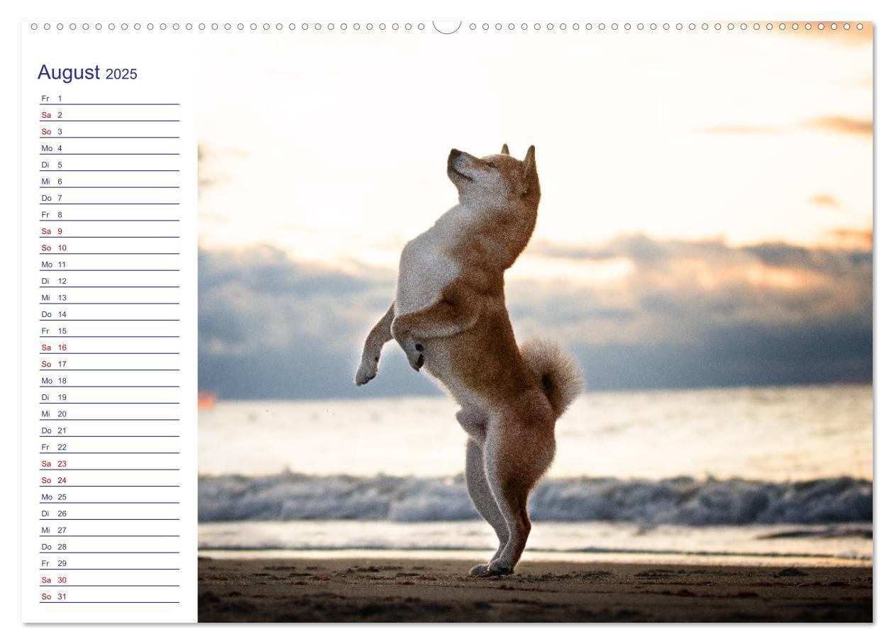 Bild: 9783435101504 | Japans Seelenhunde (Wandkalender 2025 DIN A2 quer), CALVENDO...