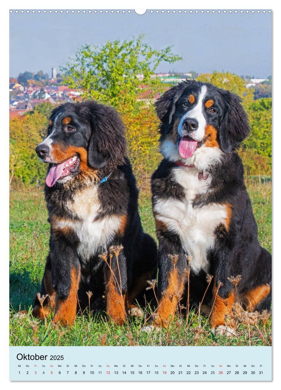 Bild: 9783435960200 | Berner Sennenhund - stark , schön und liebenswert (Wandkalender...