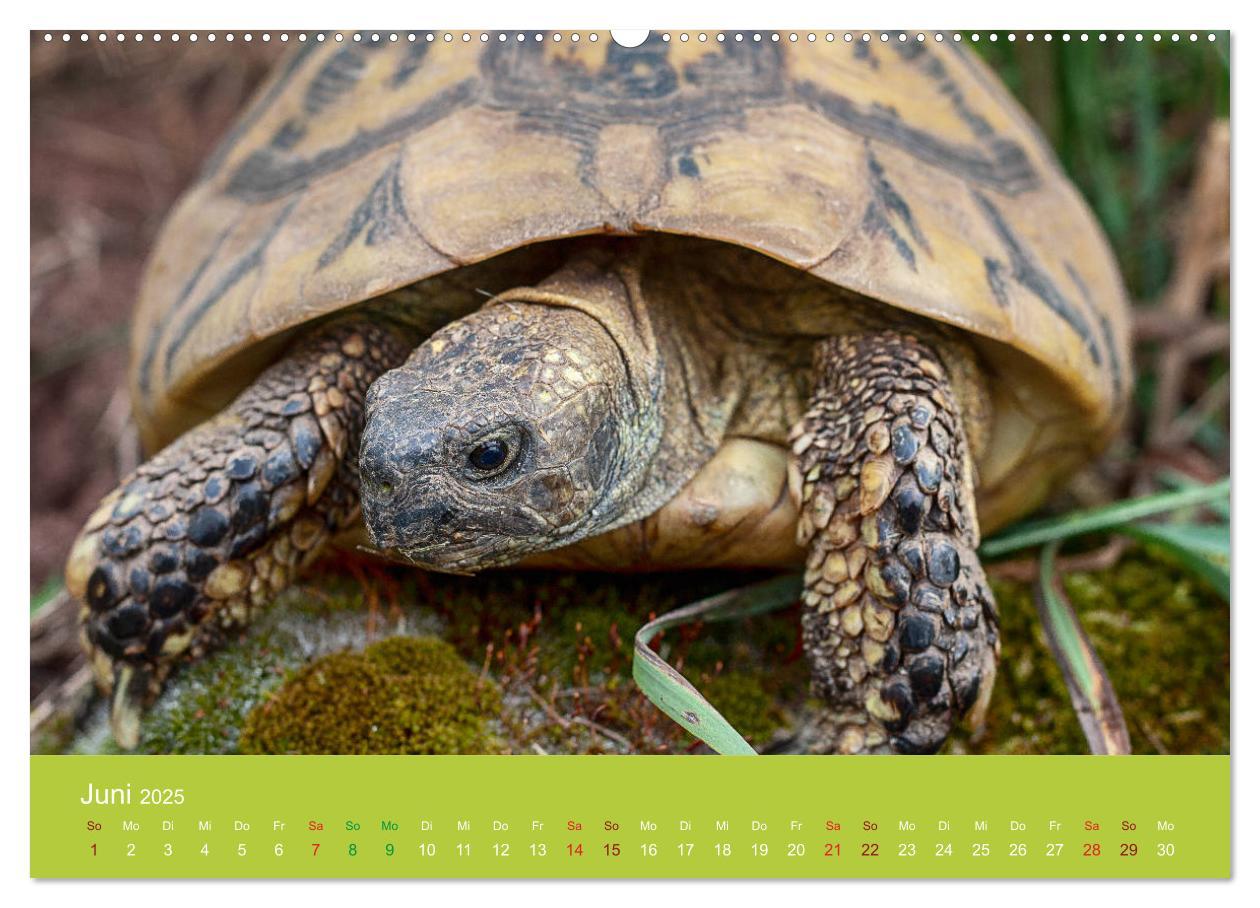 Bild: 9783435315055 | Meine Schildkröten (Wandkalender 2025 DIN A2 quer), CALVENDO...