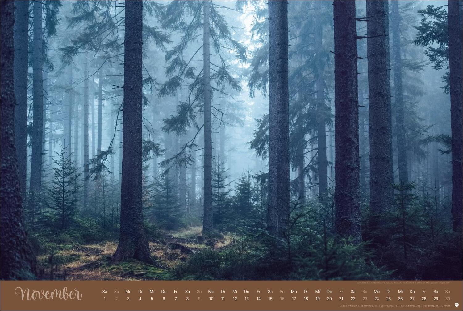 Bild: 9783756404759 | Zauberwälder Edition Kalender 2025 | Heye | Kalender | Spiralbindung