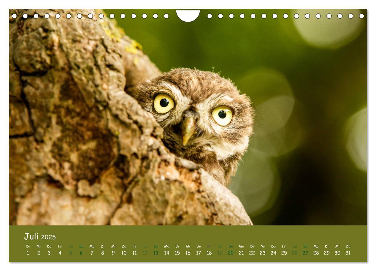 Bild: 9783435300532 | Steinkäuze (Athene noctua) (Wandkalender 2025 DIN A4 quer),...