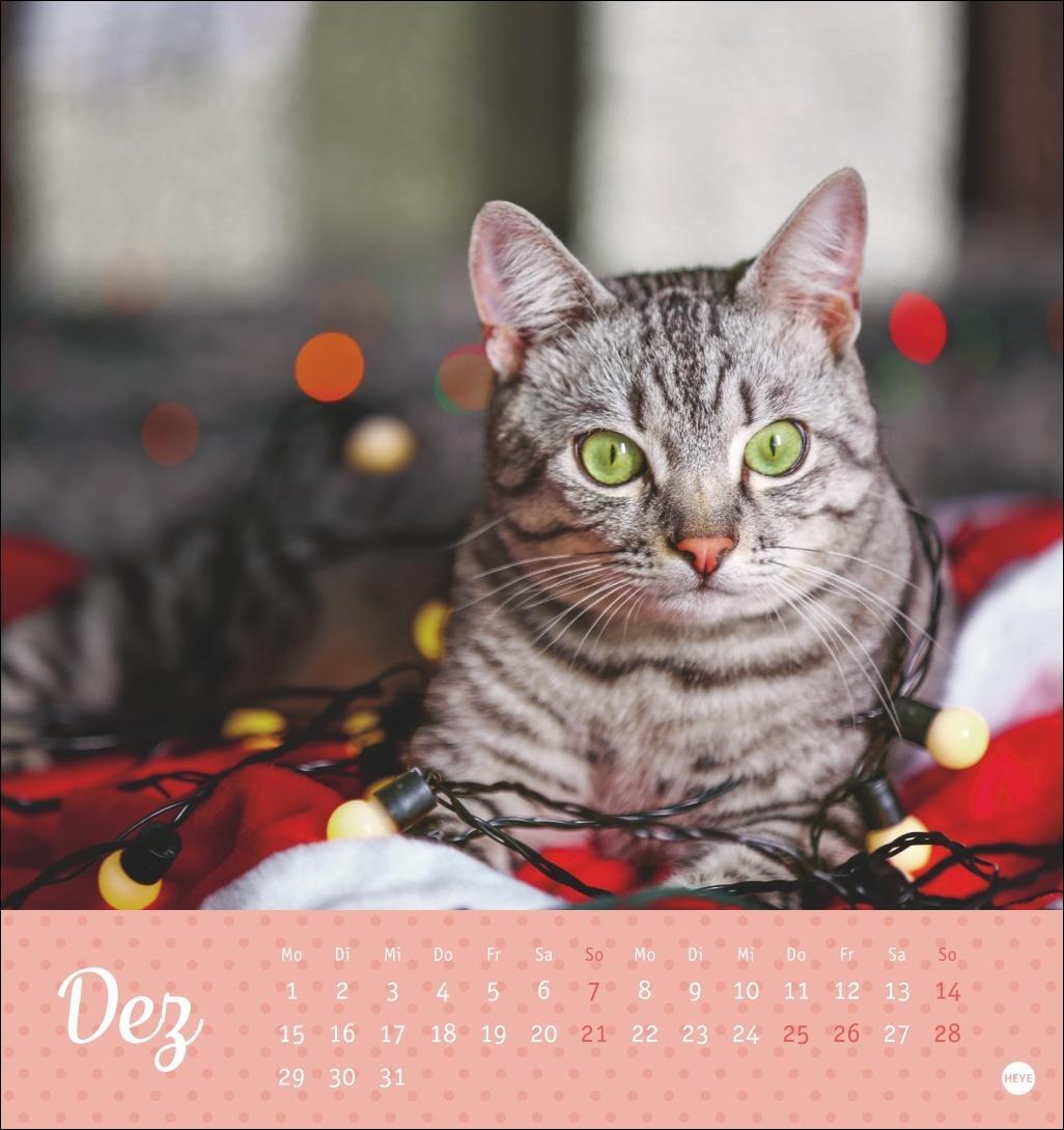 Bild: 9783756407026 | Katzen Postkartenkalender Kleine Tiger 2025 | Heye | Kalender | 13 S.