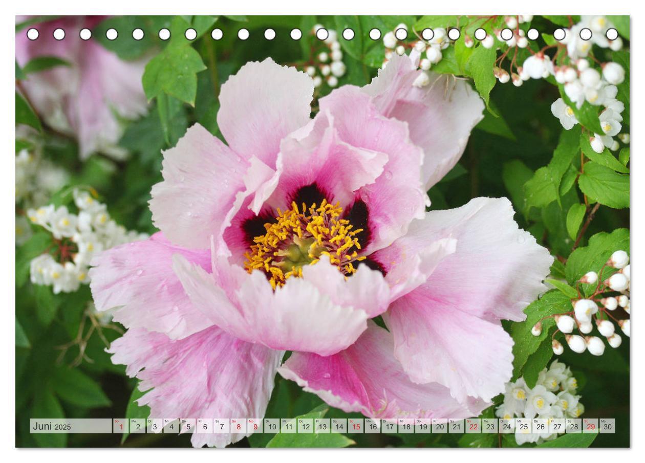 Bild: 9783435283996 | PFINGSTROSEN Rosen ohne Dornen (Tischkalender 2025 DIN A5 quer),...