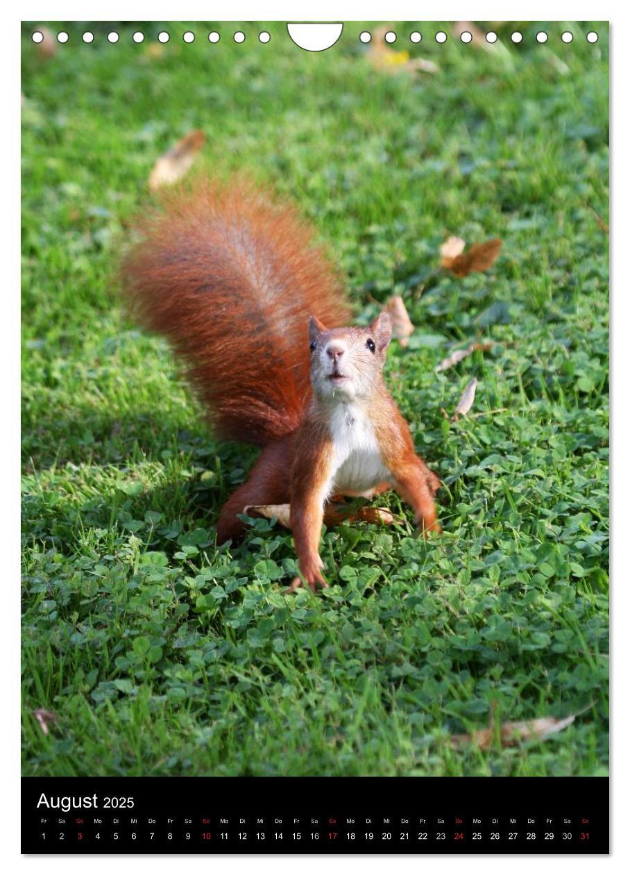 Bild: 9783457081419 | Eichhörnchen (Wandkalender 2025 DIN A4 hoch), CALVENDO Monatskalender