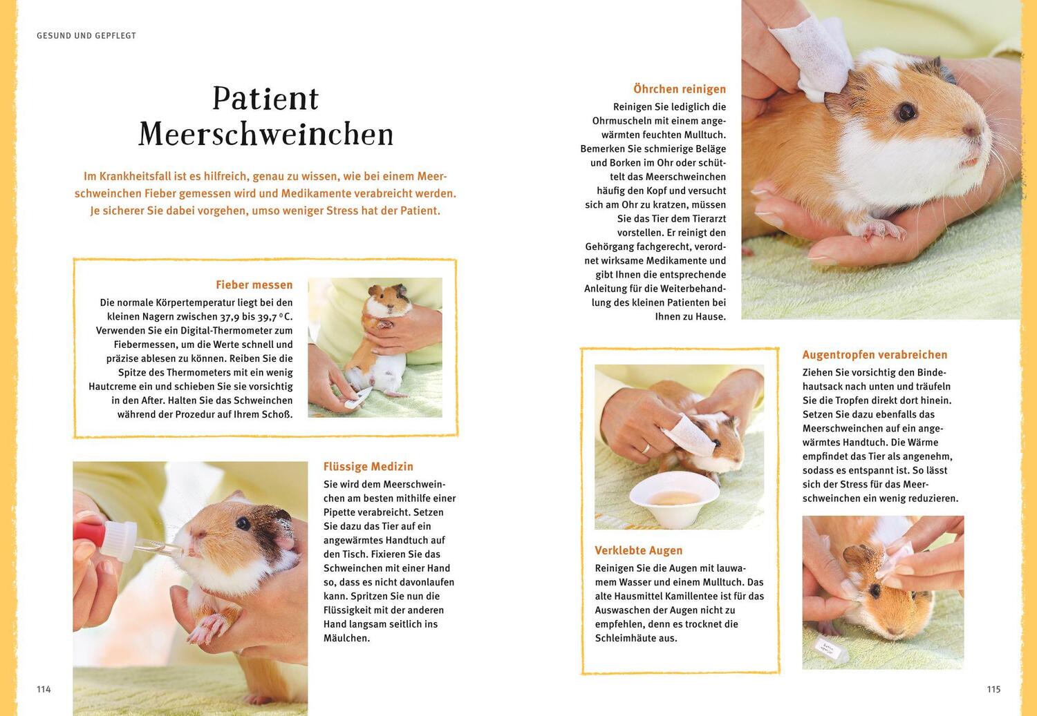 Bild: 9783833842160 | Neugierige Meerschweinchen | Immanuel Birmelin | Taschenbuch | 144 S.