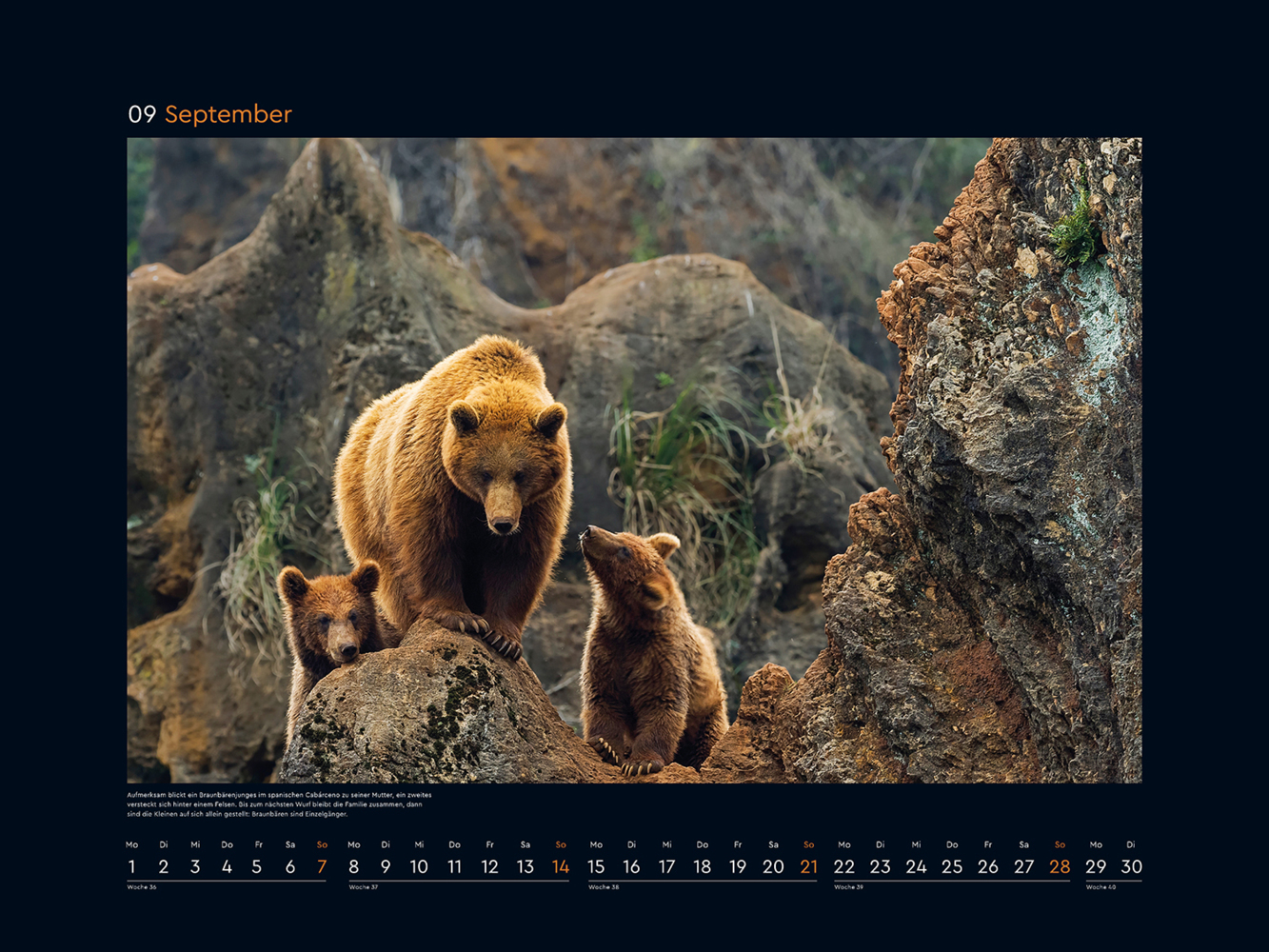 Bild: 9783965913639 | Tierfamilien rund um die Welt - KUNTH Wandkalender 2025 | Kalender