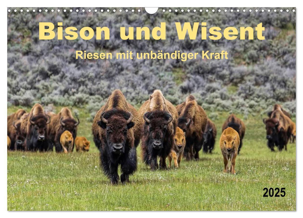 Cover: 9783435580149 | Bison und Wisent - Riesen mit unbändiger Kraft (Wandkalender 2025...