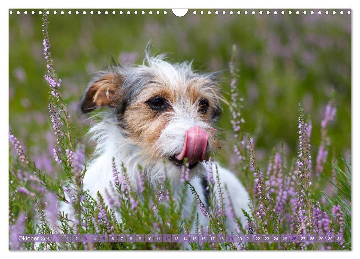 Bild: 9783435633616 | Faszination Terrier (Wandkalender 2025 DIN A3 quer), CALVENDO...