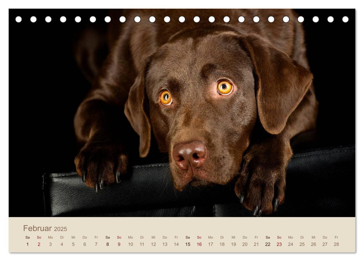 Bild: 9783435723805 | Labrador Retriever (Tischkalender 2025 DIN A5 quer), CALVENDO...