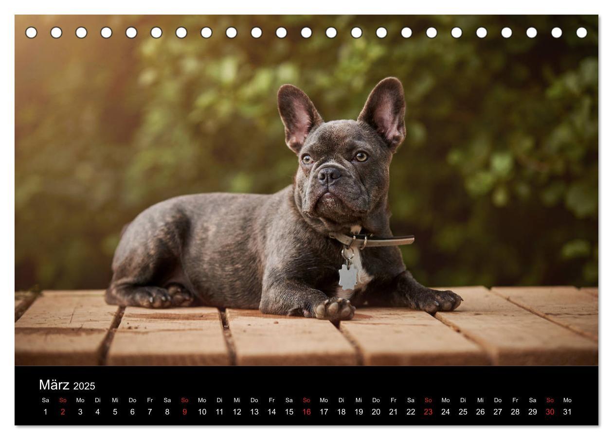 Bild: 9783435298372 | French Bulldog aktiv, verspielt, sportlich (Tischkalender 2025 DIN...