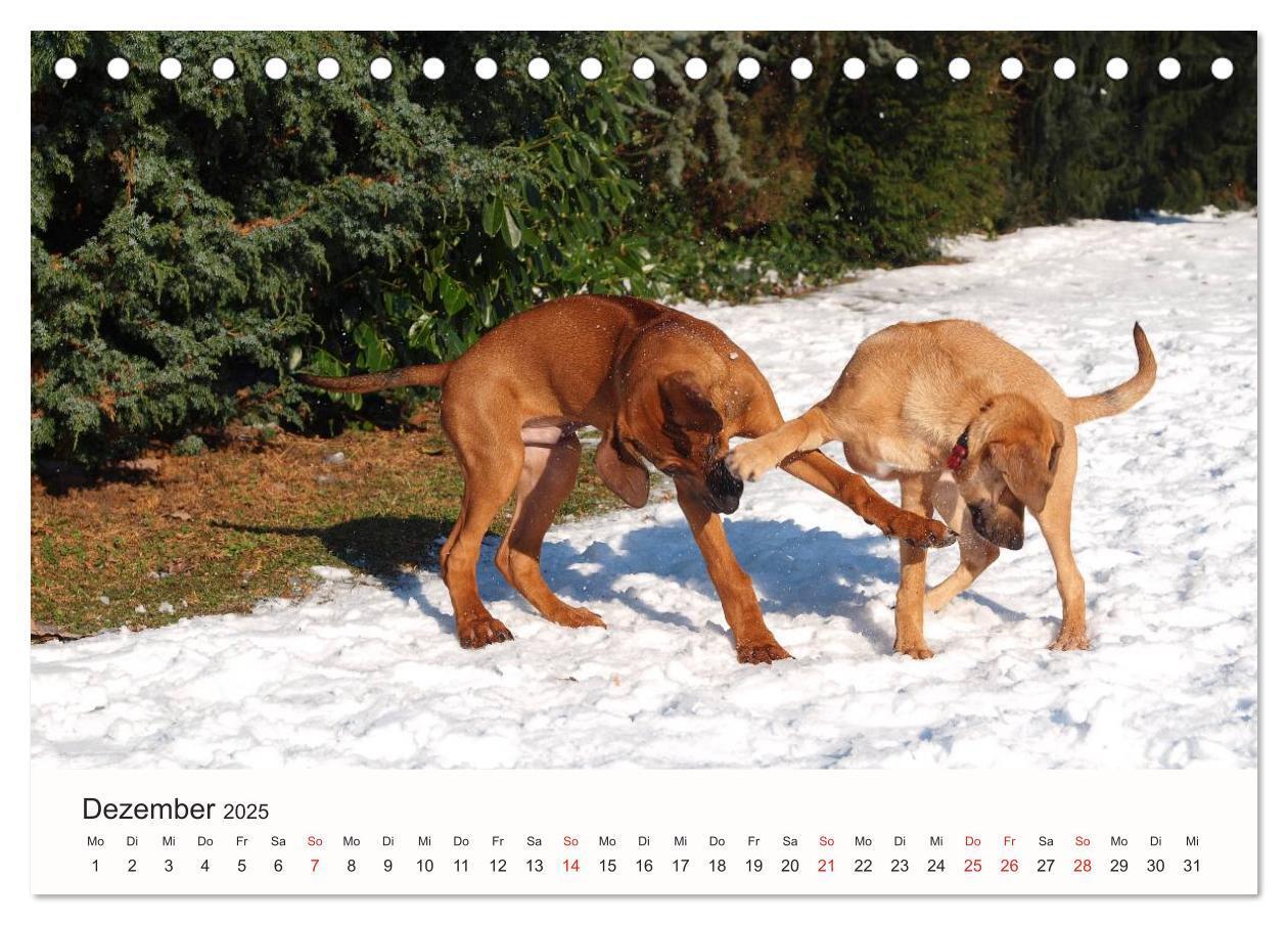 Bild: 9783435473816 | Rhodesian Ridgeback Schönheit aus Afrika (Tischkalender 2025 DIN A5...