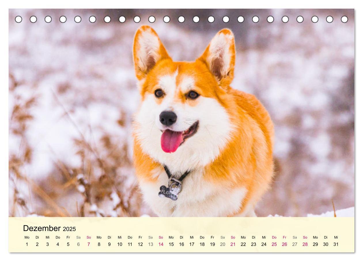 Bild: 9783435019502 | Welsh Corgi. Zauberhafter Dickkopf auf kurzen Beinen (Tischkalender...