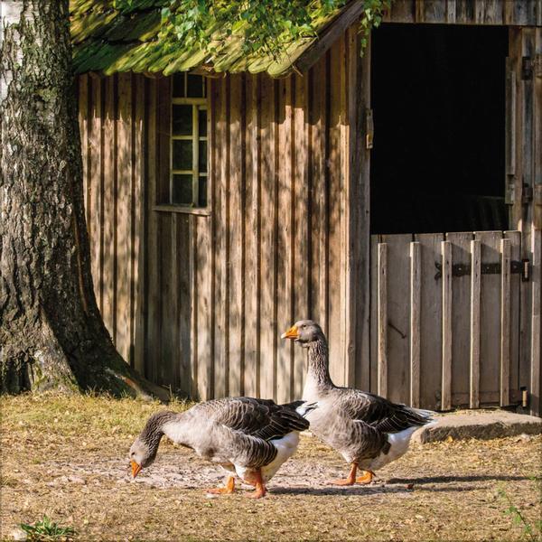 Bild: 9783731876427 | Tiere auf dem Bauernhof 2025 | Verlag Korsch | Kalender | 13 S. | 2025