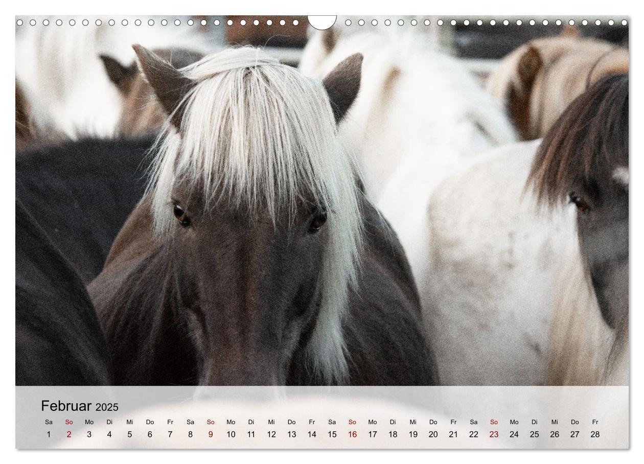 Bild: 9783435104772 | Pferde 2025 Kraft und Anmut (Wandkalender 2025 DIN A3 quer),...