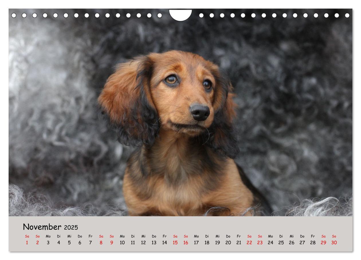 Bild: 9783383865374 | Zwergdackel von Kadi (Wandkalender 2025 DIN A4 quer), CALVENDO...