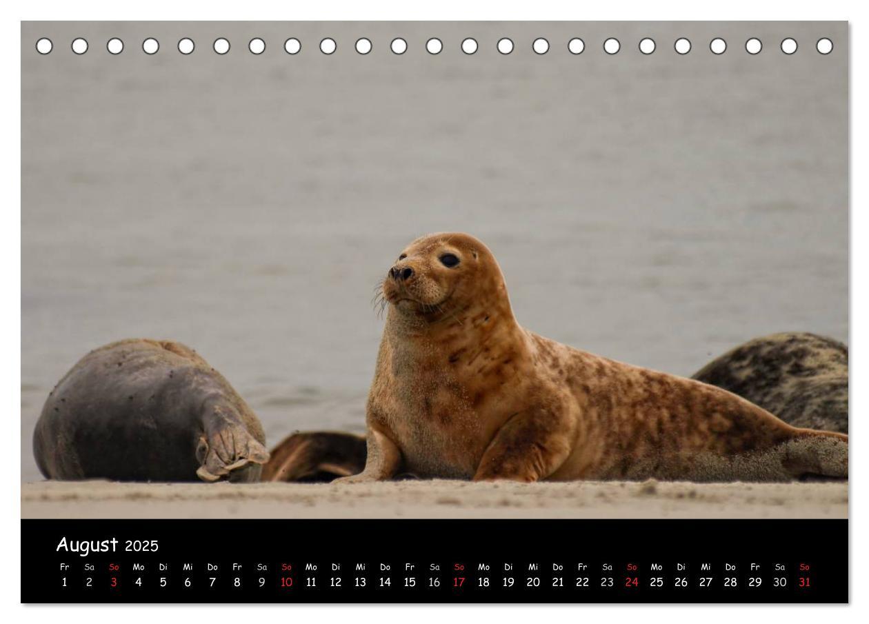 Bild: 9783435790685 | Helgoland und die Düne (Tischkalender 2025 DIN A5 quer), CALVENDO...