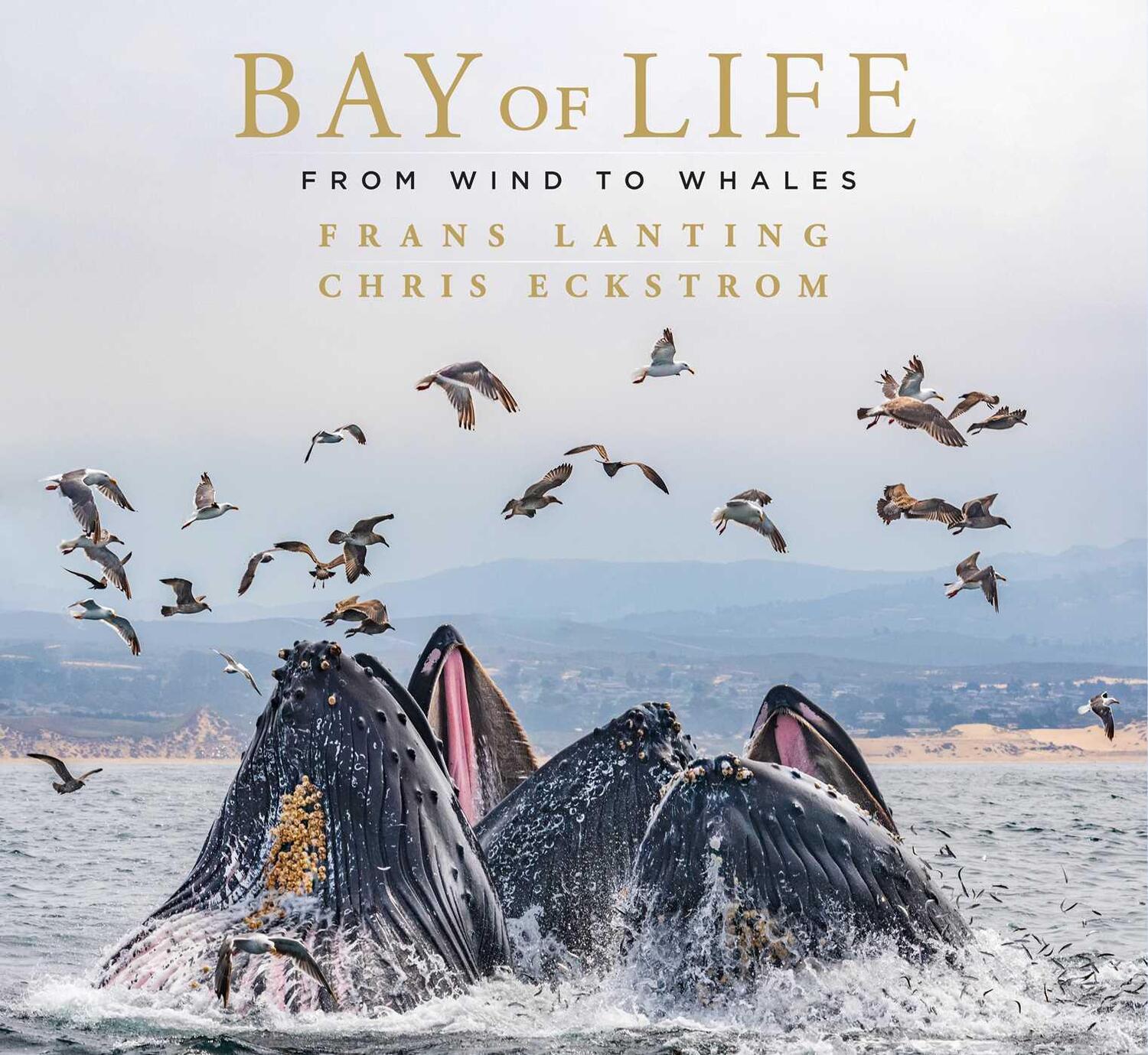 Cover: 9781647221430 | Bay of Life | From Wind to Whales | Chris Eckstrom (u. a.) | Buch