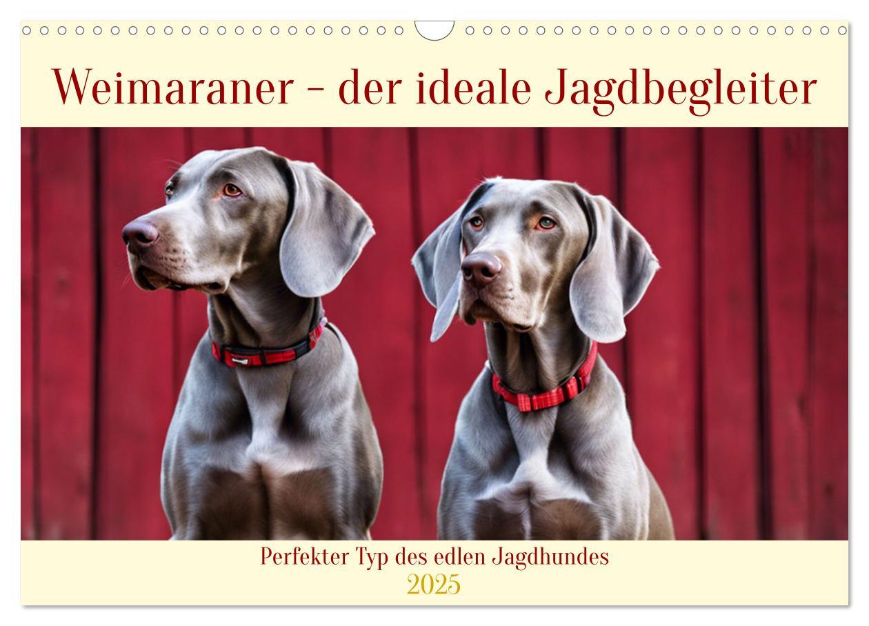 Cover: 9783435979288 | Weimaraner - der ideale Jagdbegleiter (Wandkalender 2025 DIN A3...