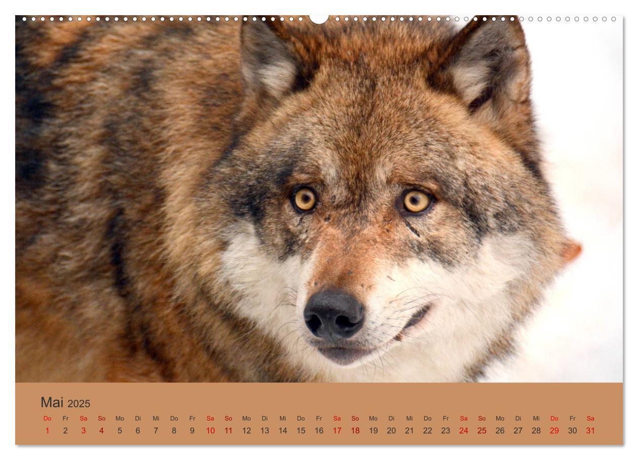 Bild: 9783435392995 | Begegnungen DER WOLF (Wandkalender 2025 DIN A2 quer), CALVENDO...