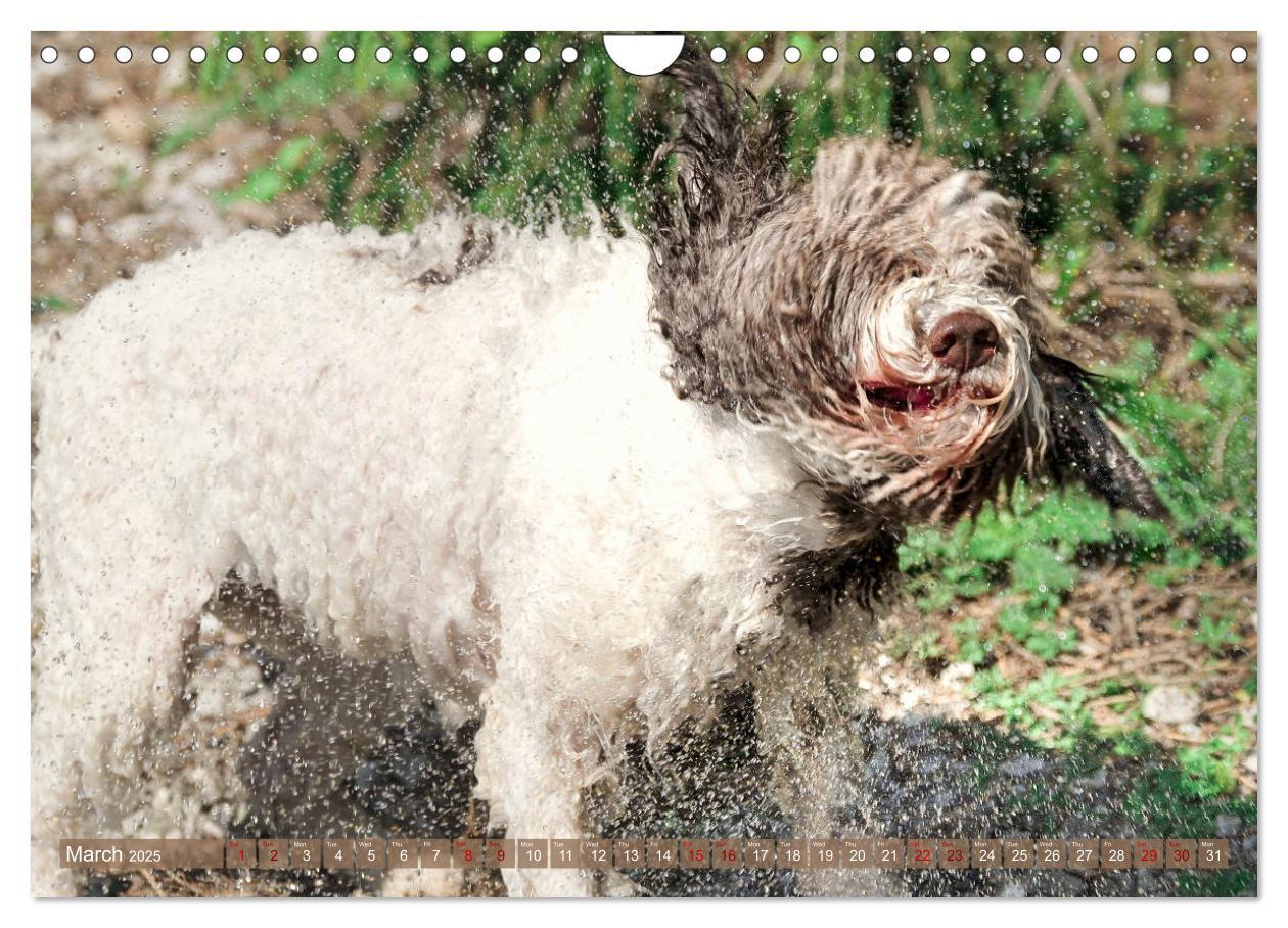 Bild: 9781325940905 | Lagotto Romagnolo Splash Edition (Wall Calendar 2025 DIN A4...