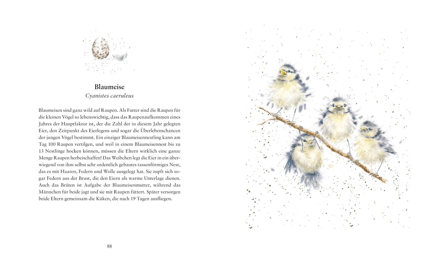 Bild: 9783737355261 | Flügge - Die ersten Tage kleiner Tierkinder | Hannah Dale | Buch