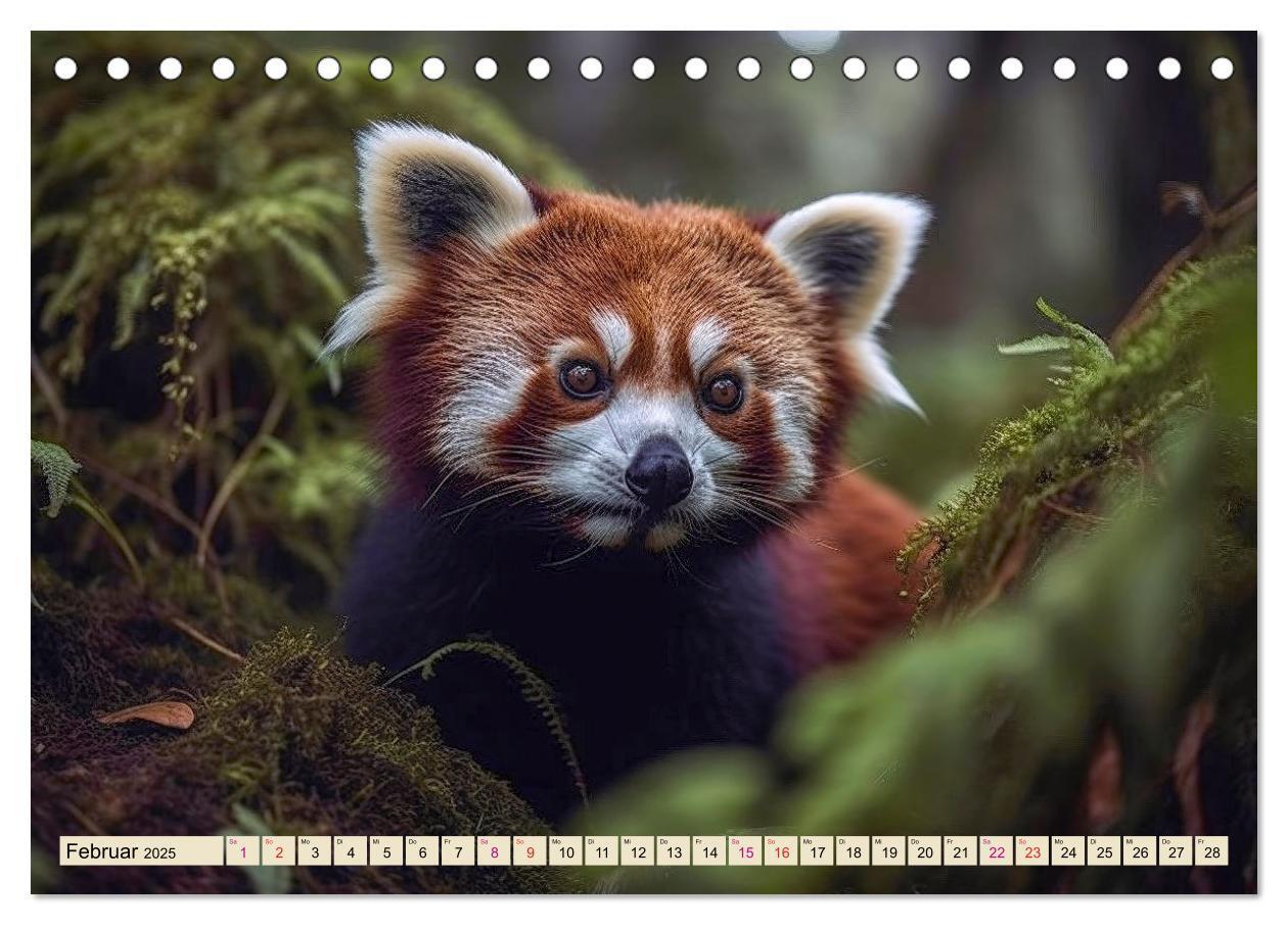 Bild: 9783383905902 | Roter Panda - gefährdeter Katzenbär (Tischkalender 2025 DIN A5...