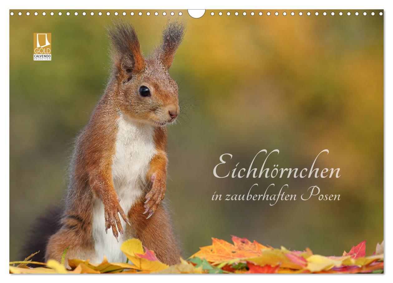 Cover: 9783435279814 | Eichhörnchen in zauberhaften Posen (Wandkalender 2025 DIN A3 quer),...