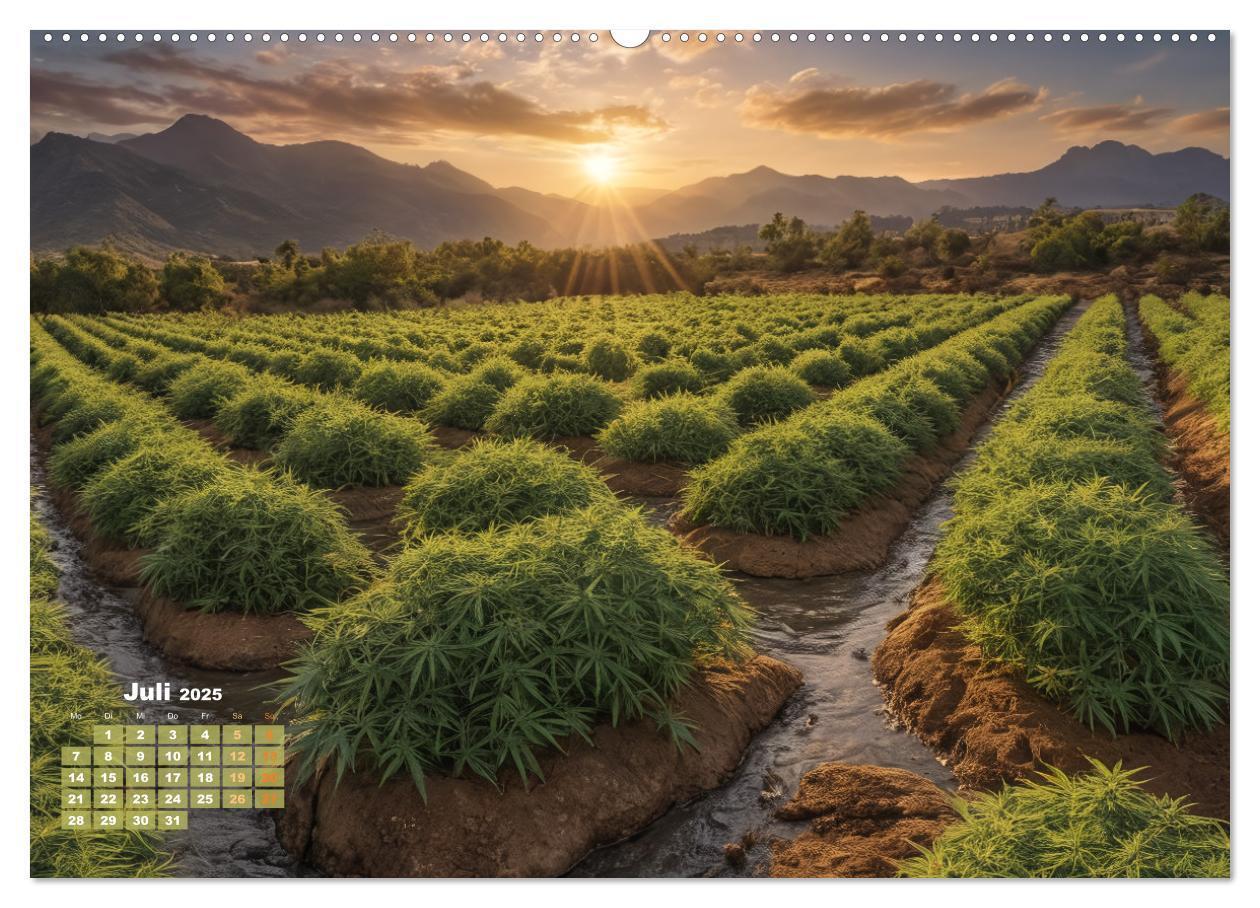 Bild: 9783383807190 | Wunderschöne Cannabisfelder (Wandkalender 2025 DIN A2 quer),...