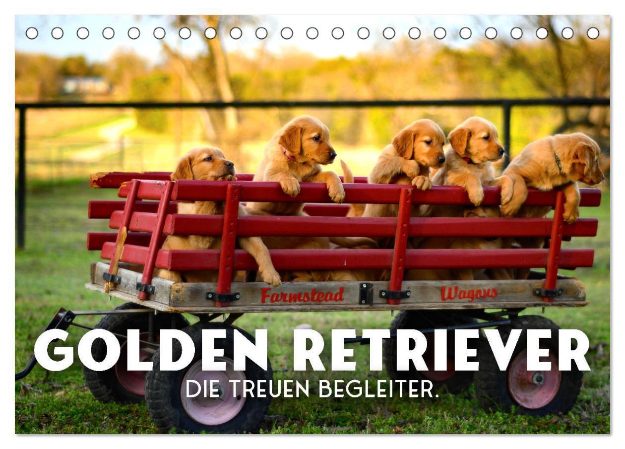 Cover: 9783383941504 | Golden Retriever - Die treuen Begleiter. (Tischkalender 2025 DIN A5...