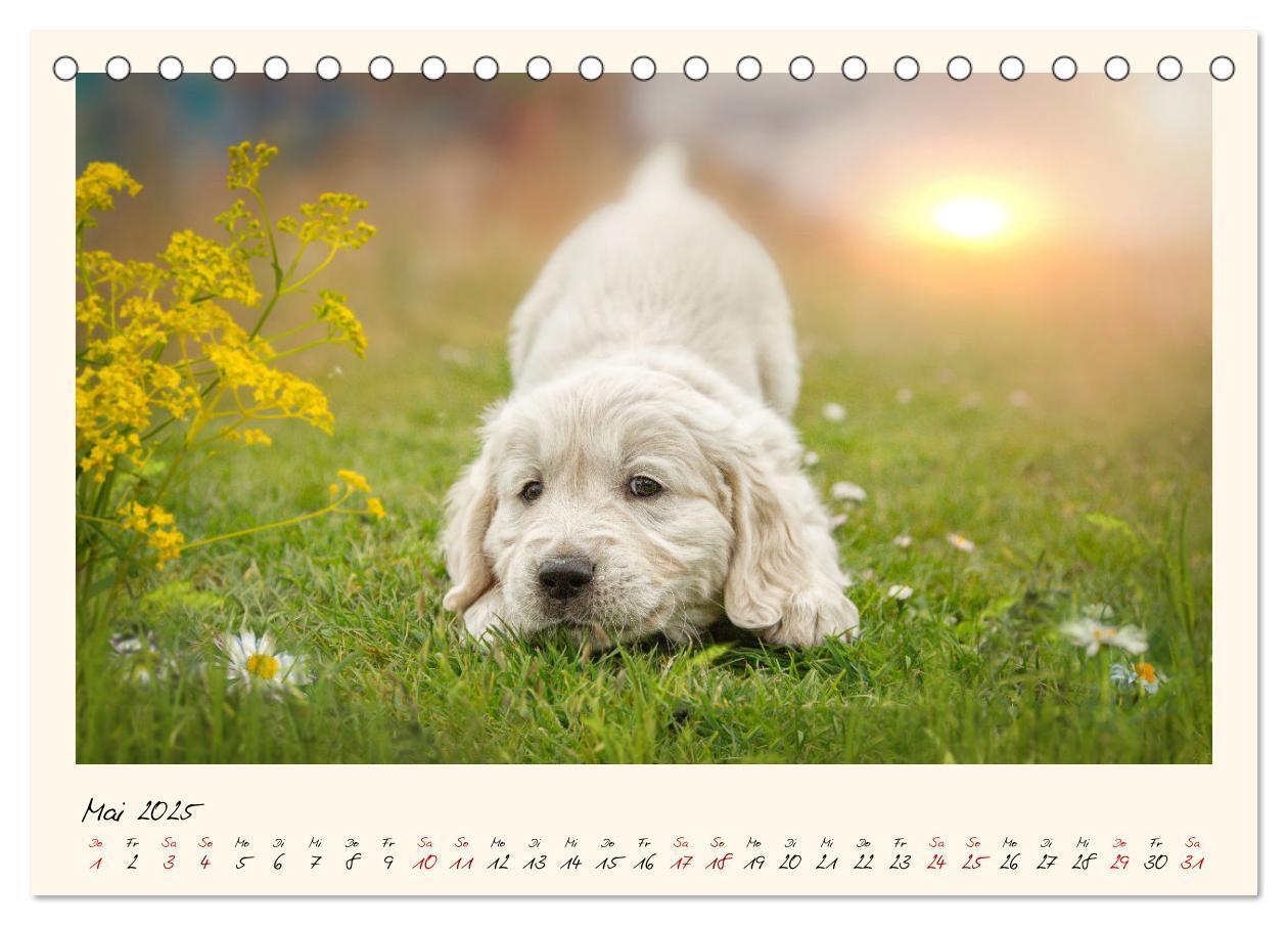 Bild: 9783383828263 | Golden Retriever... Herzenshunde (Tischkalender 2025 DIN A5 quer),...