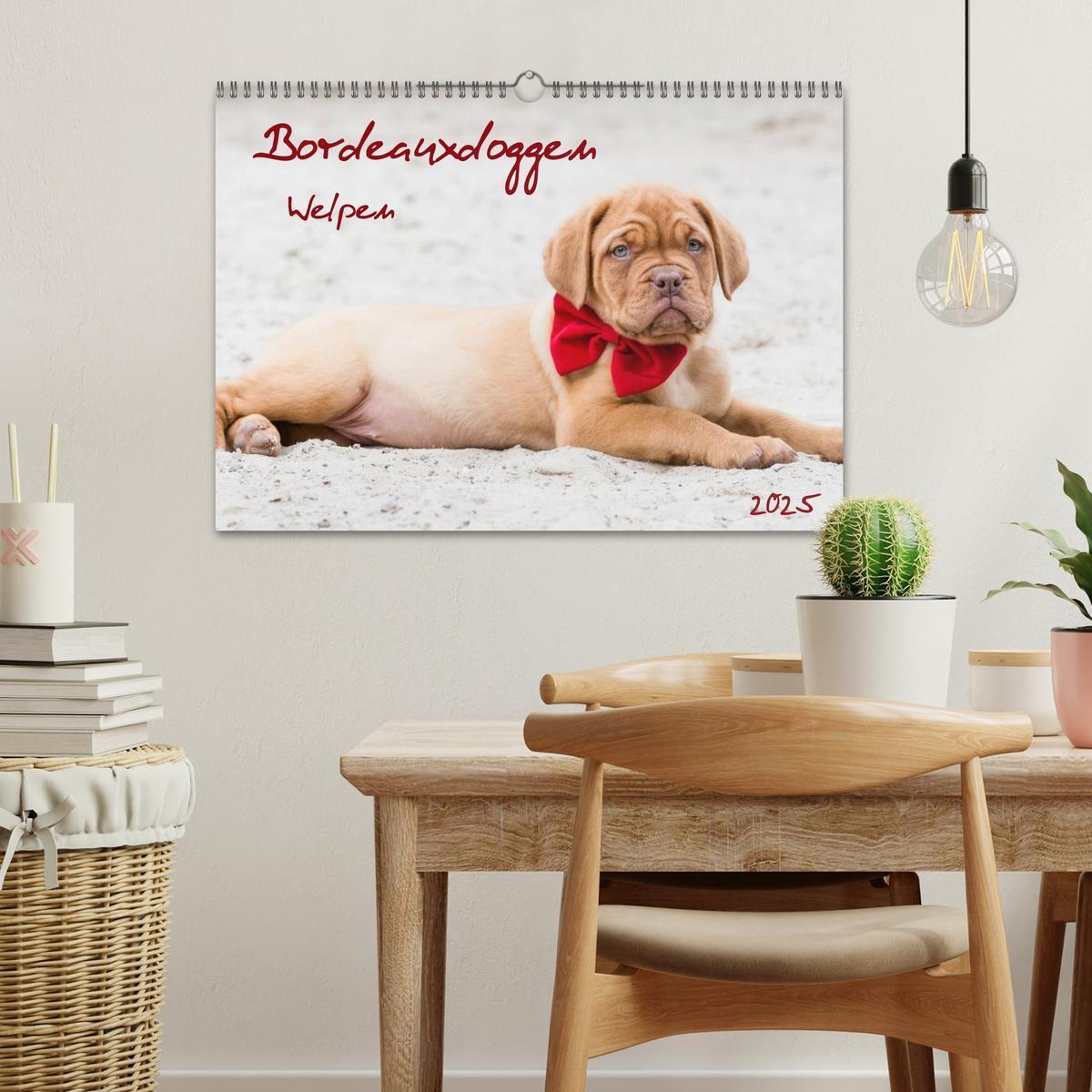 Bild: 9783435519101 | Bordeauxdoggen Welpen (Wandkalender 2025 DIN A3 quer), CALVENDO...