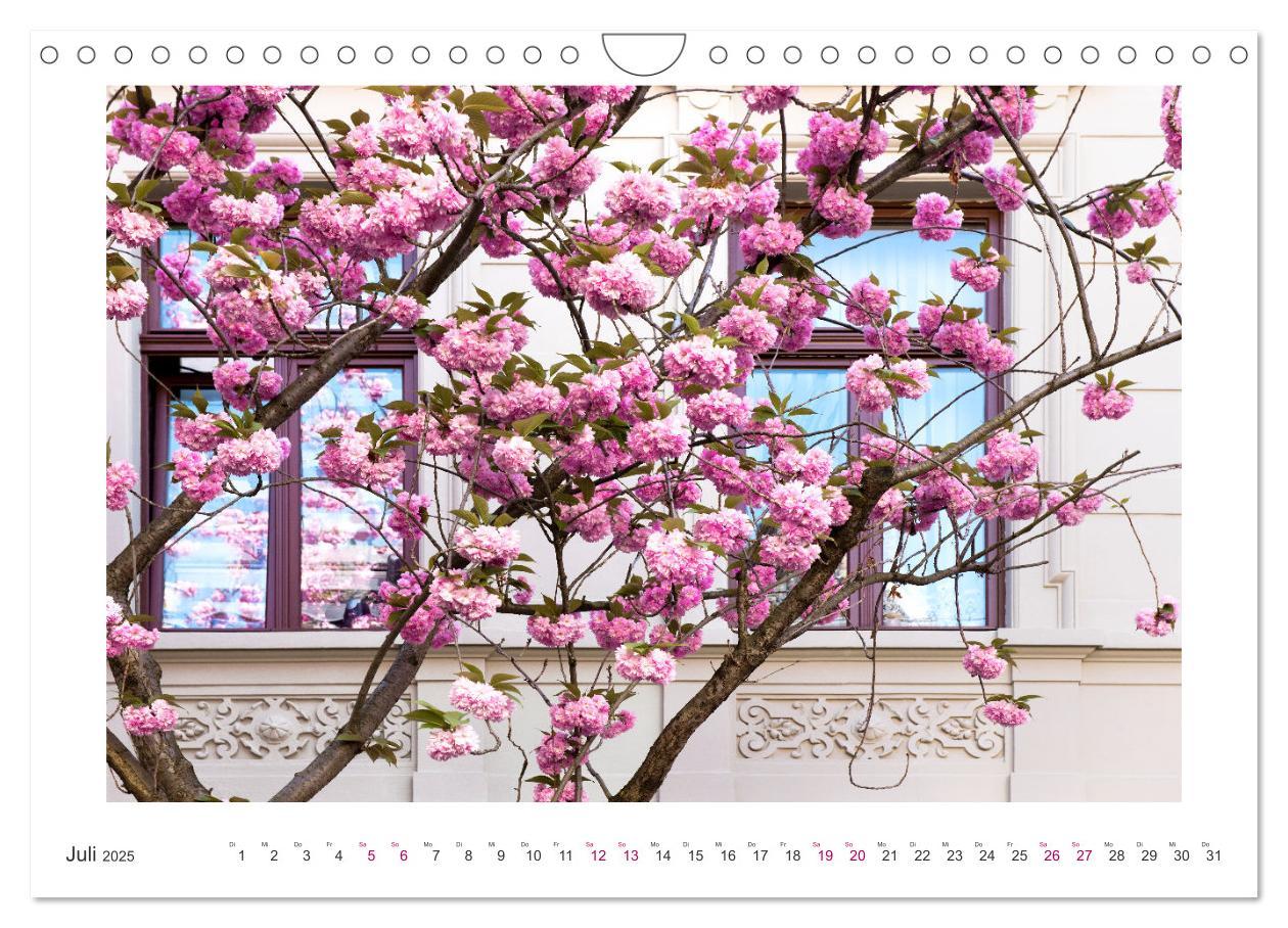 Bild: 9783457128084 | Japanische Kirschblüte in Bonn (Wandkalender 2025 DIN A4 quer),...