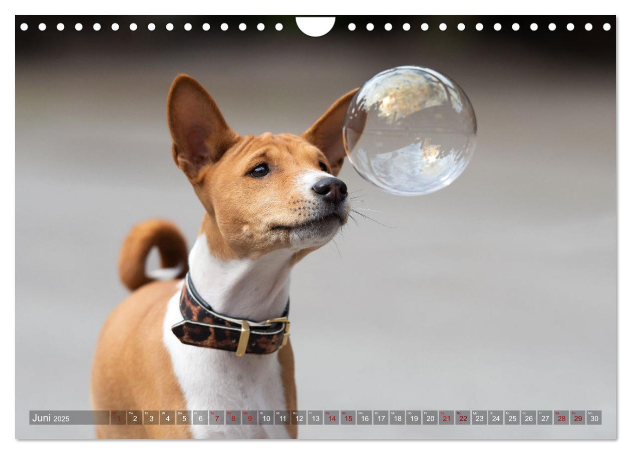 Bild: 9783383845758 | Basenji-Schönheiten (Wandkalender 2025 DIN A4 quer), CALVENDO...