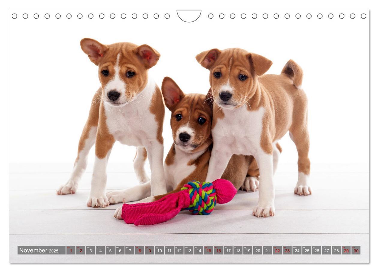 Bild: 9783435025978 | Coole Basenjis (Wandkalender 2025 DIN A4 quer), CALVENDO...