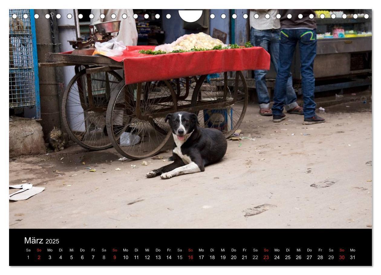 Bild: 9783435801862 | Straßenhunde (Wandkalender 2025 DIN A4 quer), CALVENDO Monatskalender