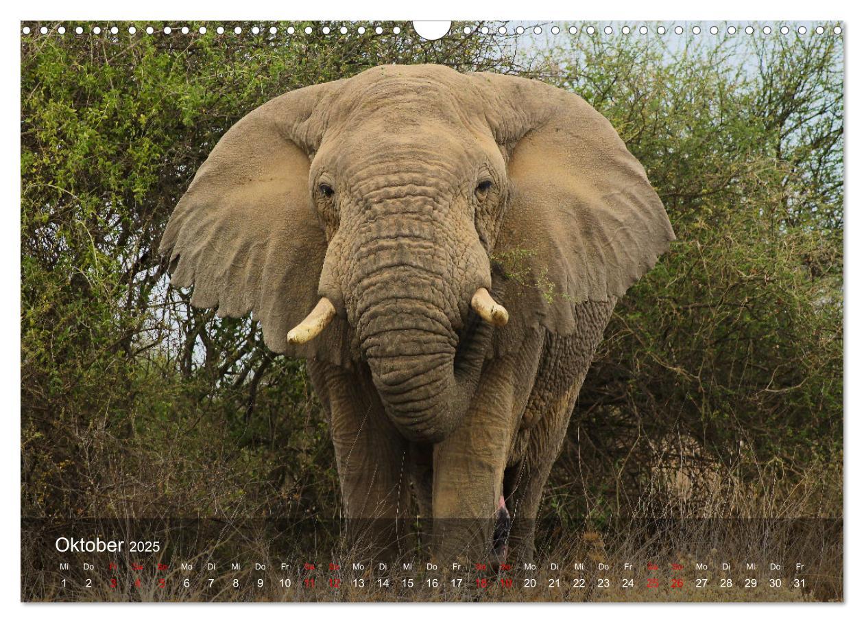 Bild: 9783435093427 | Ostafrika - Tansania und Kenia hautnah (Wandkalender 2025 DIN A3...