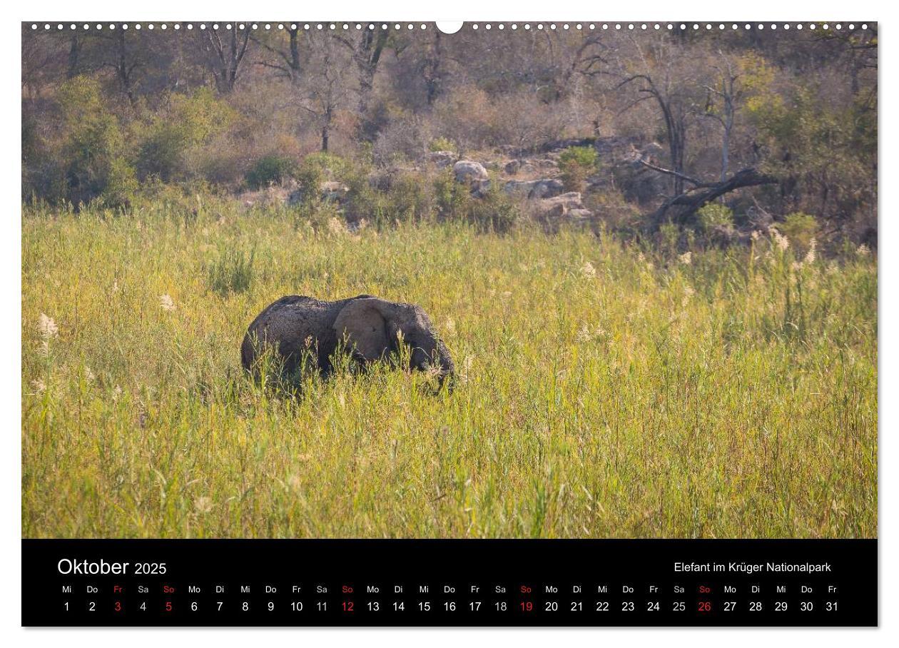 Bild: 9783435573103 | Wunderschönes Südafrika (Wandkalender 2025 DIN A2 quer), CALVENDO...