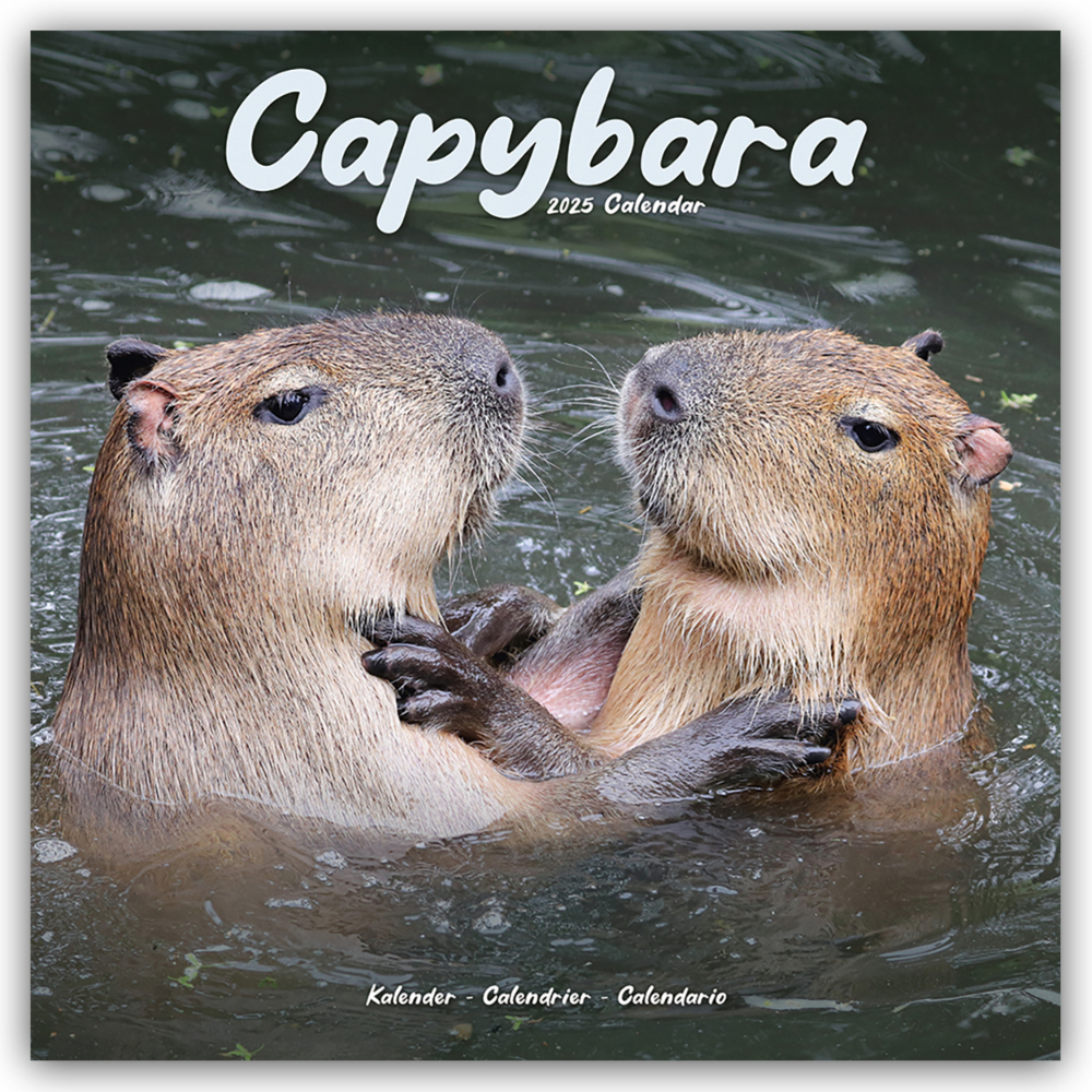 Cover: 9781804604236 | Capybara - Wasserschwein 2025 - 16-Monatskalender | Ltd | Kalender