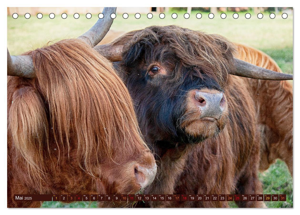 Bild: 9783435100330 | Geliebte Highlander (Tischkalender 2025 DIN A5 quer), CALVENDO...