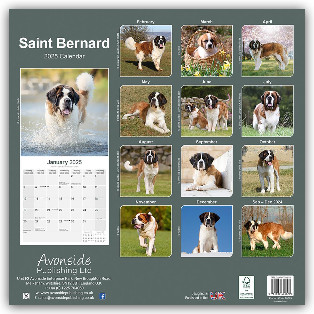 Rückseite: 9781804603826 | Saint Bernard - Bernhardiner 2025 - 16-Monatskalender | Ltd | Kalender