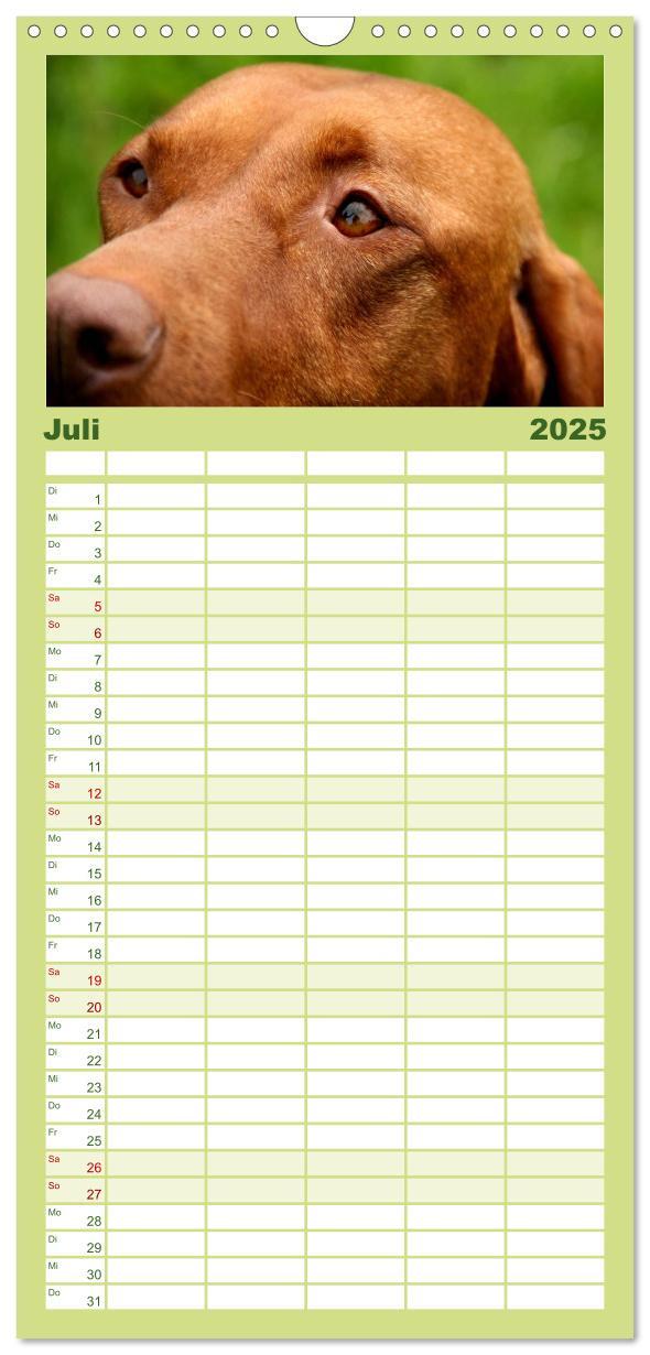 Bild: 9783457119815 | Familienplaner 2025 - Magyar Vizsla mit 5 Spalten (Wandkalender, 21...