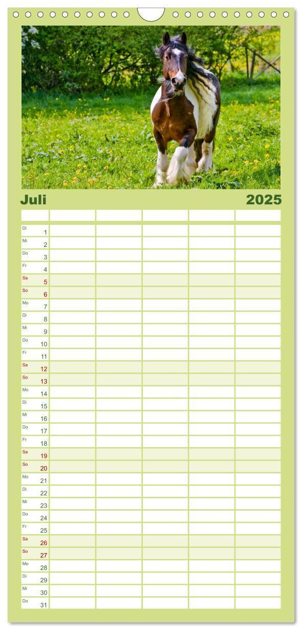 Bild: 9783457113738 | Familienplaner 2025 - Irish Tinker mit 5 Spalten (Wandkalender, 21...