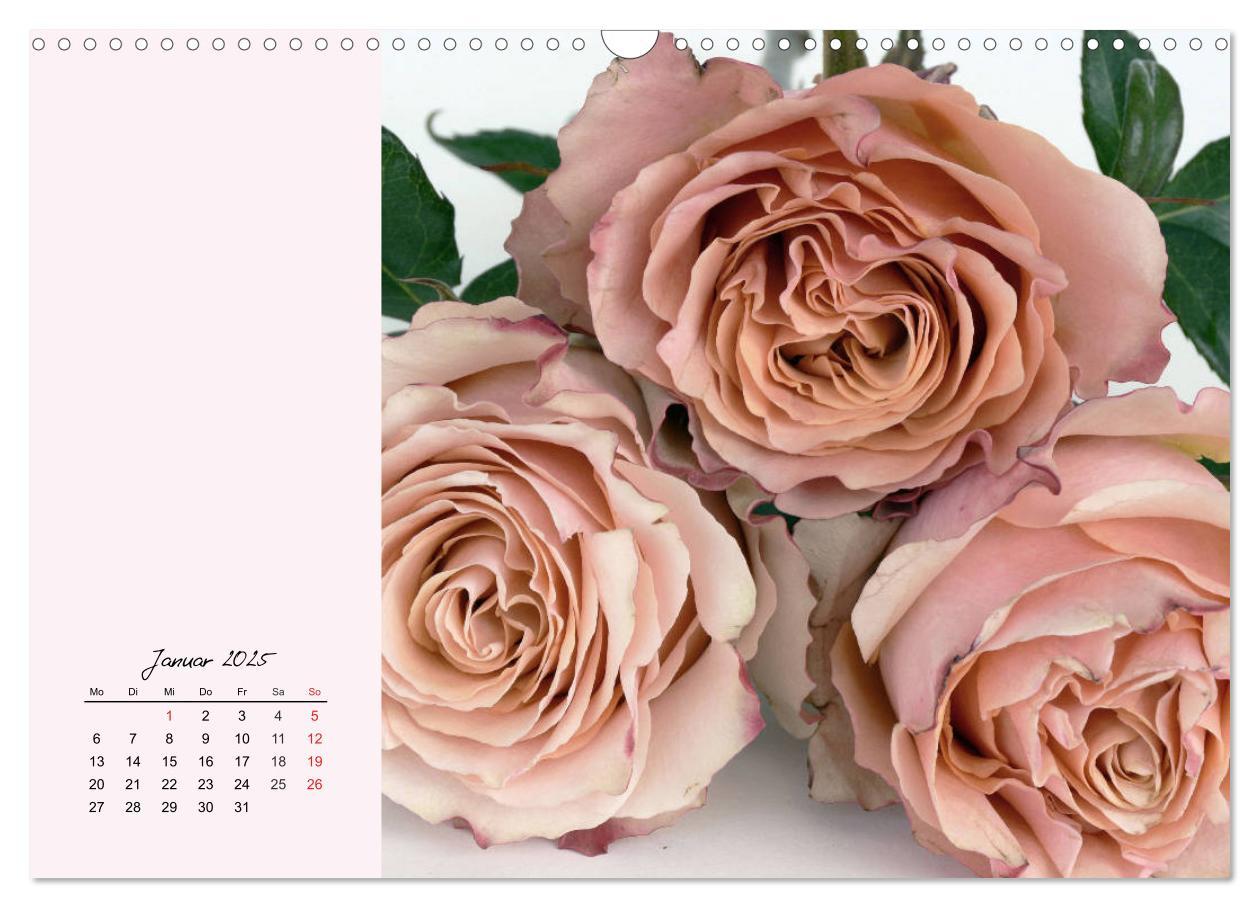 Bild: 9783435198566 | Rosen. Charmante und edle Königinnen (Wandkalender 2025 DIN A3...