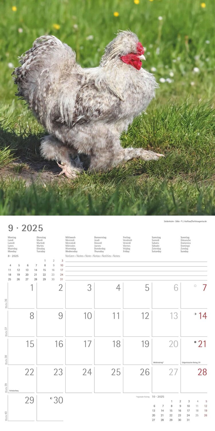 Bild: 4251732344306 | Hühner 2025 - Broschürenkalender 30x30 cm (30x60 geöffnet) -...