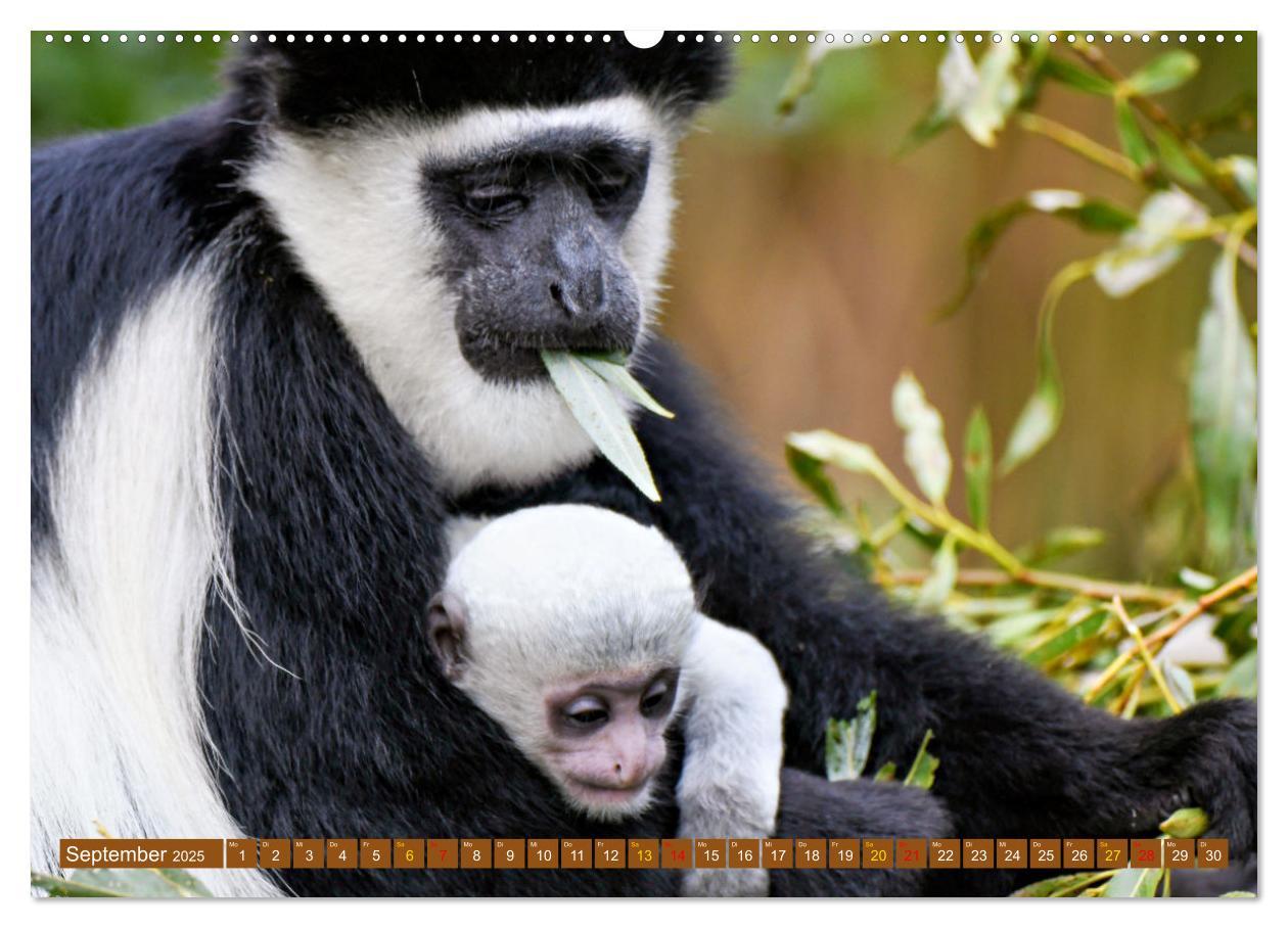 Bild: 9783435943197 | Tierkinder Afrikas - Entdecke ihre zauberhafte Welt (Wandkalender...