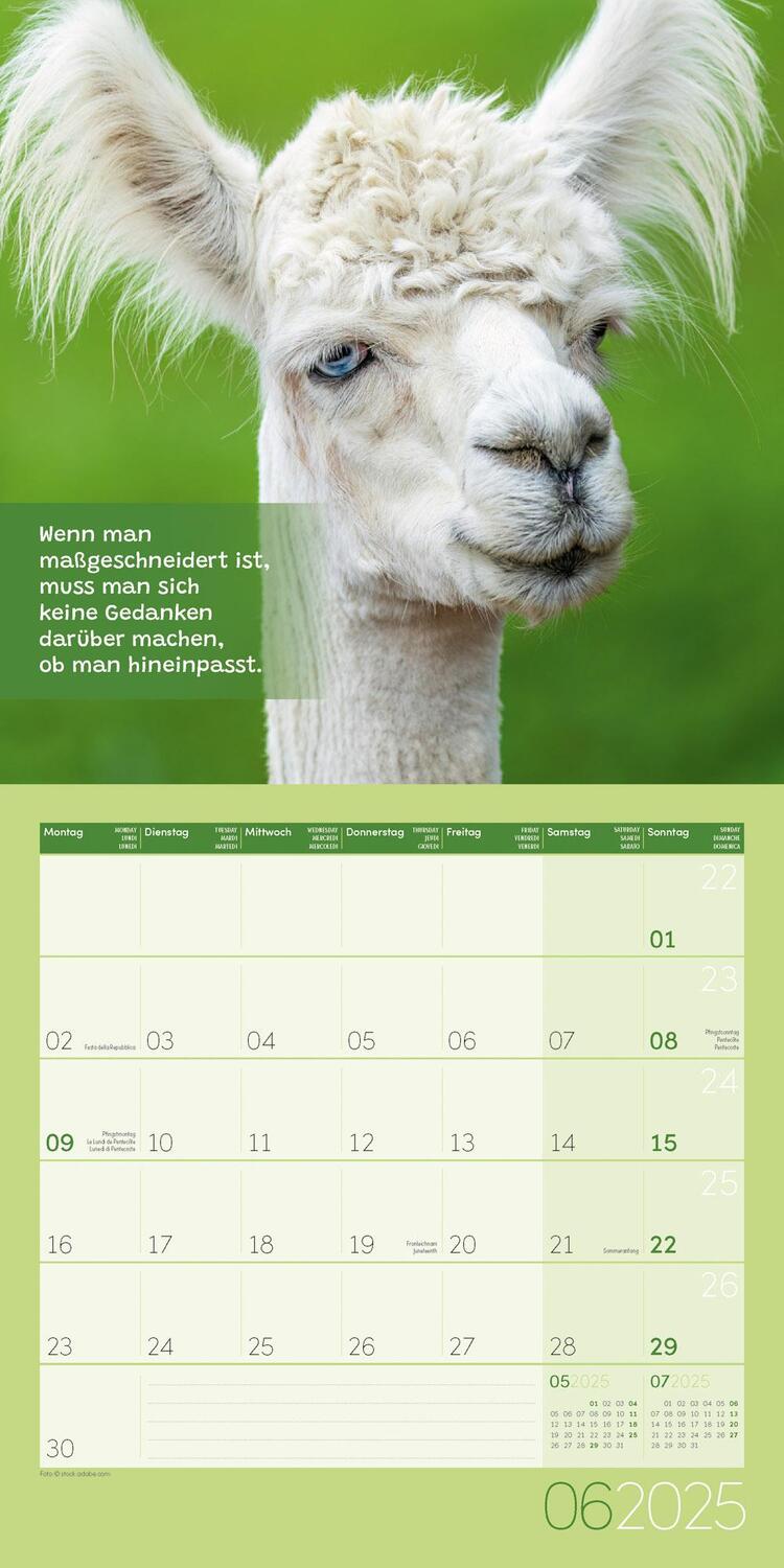 Bild: 9783838445274 | No Drama, Lama! Kalender 2025 - 30x30 | Ackermann Kunstverlag | 28 S.