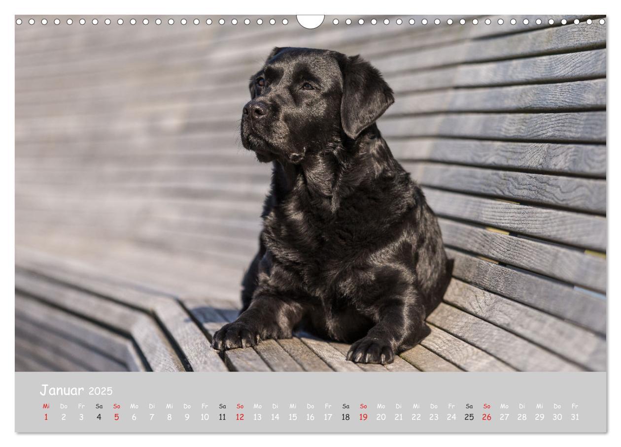 Bild: 9783435532025 | Liebenswerter Labrador 2025 (Wandkalender 2025 DIN A3 quer),...