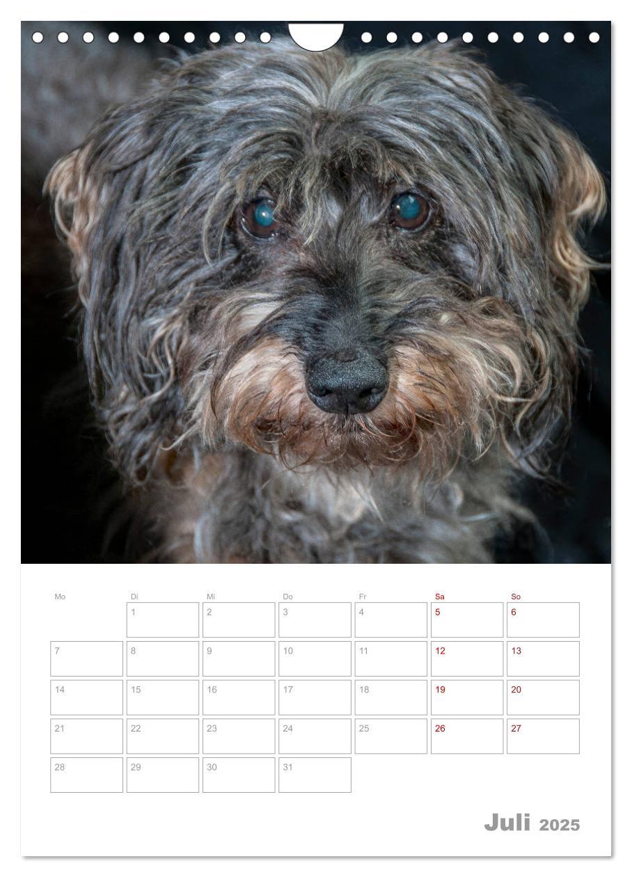 Bild: 9783435974030 | Dackelportraits (Wandkalender 2025 DIN A4 hoch), CALVENDO...