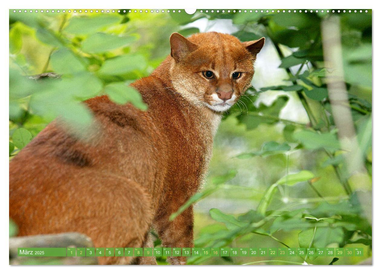 Bild: 9783435070565 | Raubkatzen: Geschmeidige Jäger (Wandkalender 2025 DIN A2 quer),...